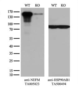 NEFM Monoclonal Antibody (OTI2G3), TrueMAB , OriGene:Antibodies:Primary