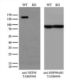 NEFM Monoclonal Antibody (OTI5B7), TrueMAB , OriGene 100 &mu;L; Unconjugated:Antibodies,
