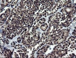 NEK11 Monoclonal Antibody (OTI5D9), TrueMAB , OriGene 30 &mu;L; Unconjugated:Antibodies,