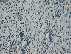 NEK6 Mouse anti-Human, Clone: OTI2H7, liquid, TrueMAB 100 &mu;L; Unconjugated:Antibodies,