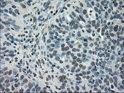 NEK6 Mouse anti-Human, Clone: OTI2H7, liquid, TrueMAB 100 &mu;L; Unconjugated:Antibodies,