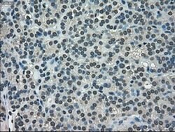 NEK6 Mouse anti-Human, Clone: OTI2H7, liquid, TrueMAB 100 &mu;L; Unconjugated:Antibodies,