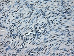 NEK6 Mouse anti-Human, Clone: OTI2H7, liquid, TrueMAB 100 &mu;L; Unconjugated:Antibodies,
