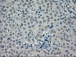 NEK6 Mouse anti-Human, Clone: OTI2H7, liquid, TrueMAB 100 &mu;L; Unconjugated:Antibodies,