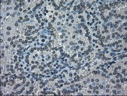 NEK6 Mouse anti-Human, Clone: OTI2H7, liquid, TrueMAB 100 &mu;L; Unconjugated:Antibodies,