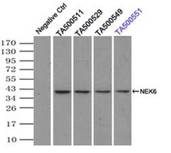 NEK6 Mouse anti-Human, Clone: OTI2H7, liquid, TrueMAB 100 &mu;L; Unconjugated:Antibodies,