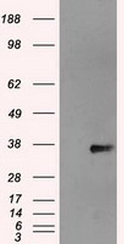 NEK6 Mouse anti-Human, Clone: OTI2H7, liquid, TrueMAB 100 &mu;L; Unconjugated:Antibodies,