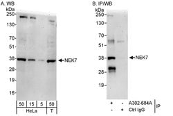 NEK7 Rabbit anti-Human, Polyclonal, Bethyl Laboratories 100 &mu;L; Unconjugated:Antibodies,