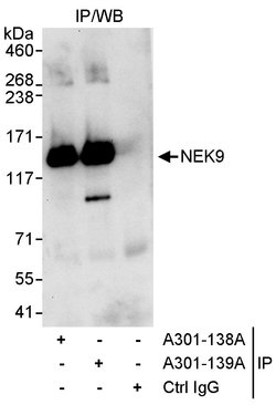 NEK9 Rabbit anti-Human, Polyclonal, Bethyl Laboratories 10 &mu;l; Unlabeled:Antibodies,