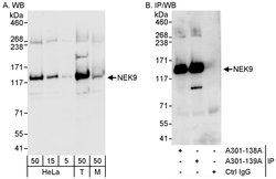 NEK9 Rabbit anti-Human, Mouse, Polyclonal, Bethyl Laboratories 100 &mu;L;