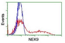 NEK9 Mouse anti-Human, Clone: OTI1H1, liquid, TrueMAB 100 &mu;L; Unconjugated:Antibodies,