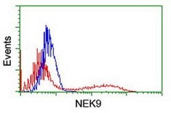 NEK9 Monoclonal Antibody (OTI7G7), TrueMAB , OriGene 100 &mu;L; Unconjugated:Antibodies,