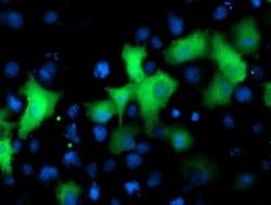 NEK9 Monoclonal Antibody (OTI7G7), TrueMAB , OriGene:Antibodies:Primary