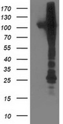 NEK9 Mouse anti-Human, Clone: OTI1H1, liquid, TrueMAB 100 &mu;L; Unconjugated:Antibodies,