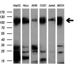NEK9 Mouse anti-Human, Clone: OTI1H1, liquid, TrueMAB 100 &mu;L; Unconjugated:Antibodies,