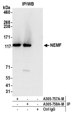 NEMF Polyclonal Antibody, Bethyl Laboratories:Antibodies:Primary Antibodies