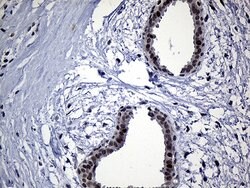 NEMF Mouse anti-Human, Clone: OTI7E10, lyophilized, TrueMAB 100 &mu;g;