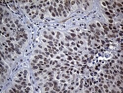 NEMF Mouse anti-Human, Clone: OTI7E10, lyophilized, TrueMAB 100 &mu;g;