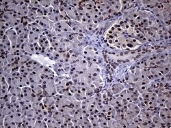 NEMF Mouse anti-Human, Clone: OTI7E10, lyophilized, TrueMAB 100 &mu;g;
