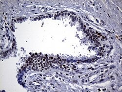 NEMF Mouse anti-Human, Clone: OTI7E10, lyophilized, TrueMAB 100 &mu;g;