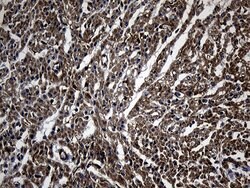 NES Mouse anti-Human, Clone: OTI3B12, lyophilized, TrueMAB 100 &mu;g; Unconjugated:Antibodies,