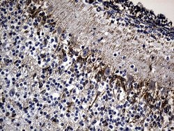NES Monoclonal Antibody (OTI3B12), TrueMAB , OriGene:Antibodies:Primary
