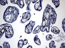 NES Monoclonal Antibody (OTI3B12), TrueMAB , OriGene 100 &mu;L; Unconjugated:Antibodies,