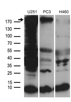 NES Mouse anti-Human, Clone: OTI3B12, lyophilized, TrueMAB 100 &mu;g; Unconjugated:Antibodies,