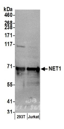 NET1 Polyclonal Antibody, Bethyl Laboratories:Antibodies:Primary Antibodies