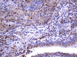 NEU1 Monoclonal Antibody (OTI3D4), TrueMAB , OriGene 30 &mu;L; Unconjugated:Antibodies,