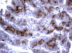 NEU1 Monoclonal Antibody (OTI3D4), TrueMAB , OriGene 30 &mu;L; Unconjugated:Antibodies,