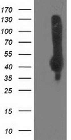 NEU2 Monoclonal Antibody (OTI8C12), TrueMAB , OriGene:Antibodies:Primary