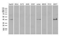 NEUROD4 Mouse anti-Human, Clone: OTI1B7, lyophilized, TrueMAB 100 &mu;g;