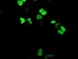 NEUROG1 Mouse anti-Human, Clone: OTI5H10, liquid, TrueMAB 100 &mu;L; Unconjugated:Antibodies,