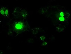 NEUROG1 Mouse anti-Human, Clone: OTI3F9, lyophilized, TrueMAB 100 &mu;g;
