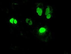 NEUROG1 Mouse anti-Human, Clone: OTI6C9, liquid, TrueMAB 100 &mu;L; Unconjugated:Antibodies,