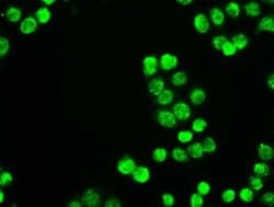 NEUROG1 Mouse anti-Canine, Human, Clone: OTI8G8, liquid, TrueMAB 100 &mu;L;