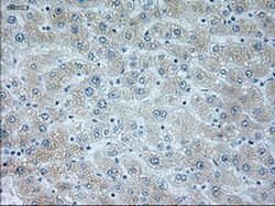 NEUROG1 Mouse anti-Human, Clone: OTI5H10, liquid, TrueMAB 100 &mu;L; Unconjugated:Antibodies,