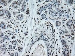 NEUROG1 Mouse anti-Human, Clone: OTI3F9, lyophilized, TrueMAB 100 &mu;g;