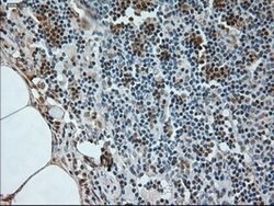 NEUROG1 Mouse anti-Human, Clone: OTI3F9, lyophilized, TrueMAB 100 &mu;g;
