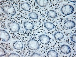 NEUROG1 Mouse anti-Human, Clone: OTI3F9, lyophilized, TrueMAB 100 &mu;g;