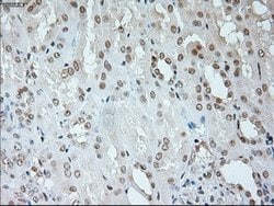 NEUROG1 Mouse anti-Human, Clone: OTI3F9, lyophilized, TrueMAB 100 &mu;g;
