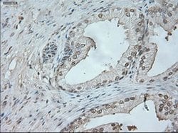 NEUROG1 Mouse anti-Human, Clone: OTI9A8, liquid, TrueMAB 100 &mu;L; Unconjugated:Antibodies,