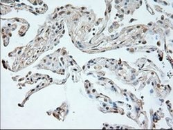 NEUROG1 Mouse anti-Human, Clone: OTI9A8, liquid, TrueMAB 100 &mu;L; Unconjugated:Antibodies,