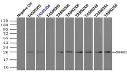 NEUROG1 Mouse anti-Human, Clone: OTI5H10, liquid, TrueMAB 100 &mu;L; Unconjugated:Antibodies,