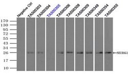 NEUROG1 Mouse anti-Human, Clone: OTI3F9, lyophilized, TrueMAB 100 &mu;g;