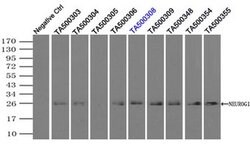 NEUROG1 Mouse anti-Human, Clone: OTI9A8, liquid, TrueMAB 100 &mu;L; Unconjugated:Antibodies,