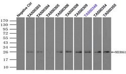 NEUROG1 Mouse anti-Canine, Human, Clone: OTI8G8, lyophilized, TrueMAB 100 &mu;g | Buy Online | Origene Technologies | Fisher Scientific