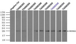 NEUROG1 Mouse anti-Canine, Human, Clone: OTI8G8, liquid, TrueMAB 100 &mu;L;
