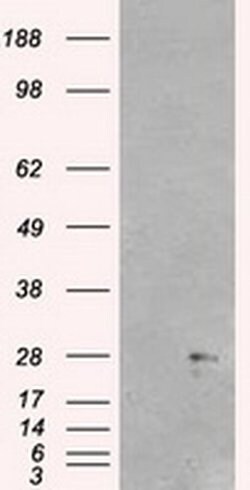 NEUROG1 Mouse anti-Human, Clone: OTI5H10, liquid, TrueMAB 100 &mu;L; Unconjugated:Antibodies,